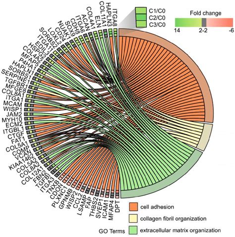 Circular Genome Data Visualization Circos Plot For The Selected