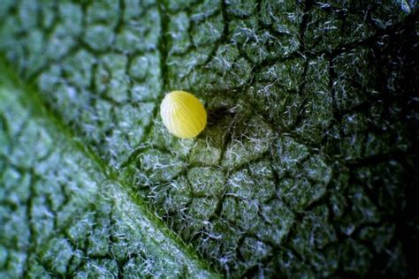 Free Picture Monarch Butterfly Egg Hatch Baby Caterpillar