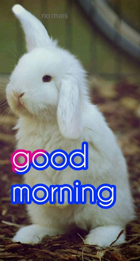 35 Good Morning Rabbit Images Good Morning Wishes