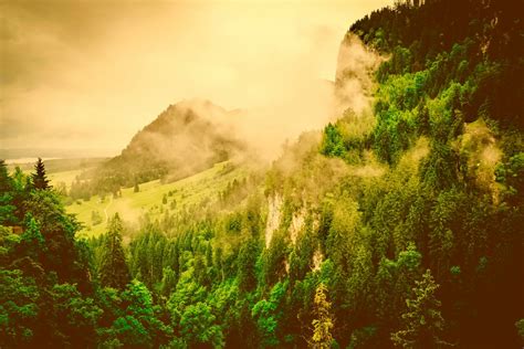 무료 이미지 경치 나무 자연 숲 황야 하늘 안개 해돋이 목초지 한 지방 햇빛 아침 분위기 국가