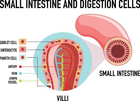 Diagram Showing Small Intestine And Digestion Cell 6770726 Vector Art At Vecteezy