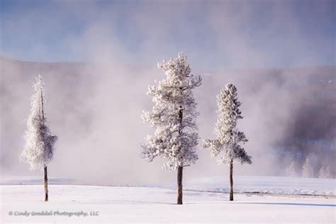 Hoar Frost Trees At Sunrise Cindy Goeddel Photography Llc