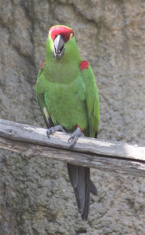 Thick Billed Parrot Zoochat