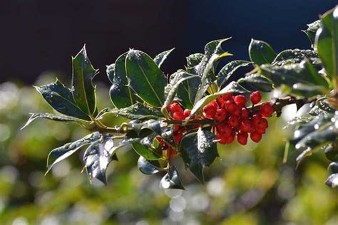 How To Grow And Care For Winterberry Holly Gardeners Path