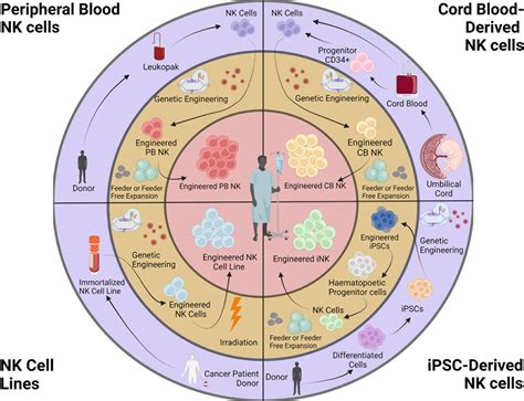 Frontiers Next Generation Natural Killer Cells For Cancer Immunotherapy