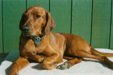 Redbone Coonhound Puppies Breeders Pictures Facts Training