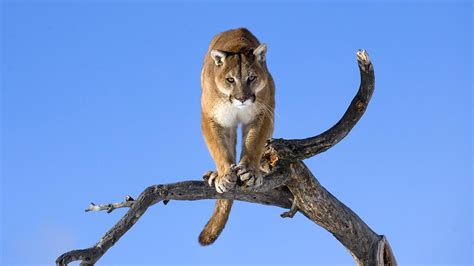 Cougar On Tree Branch Image Id 305805 Image Abyss