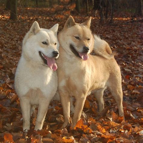 El Perro Hokkaido El Perro Más Noble Mundo Perros