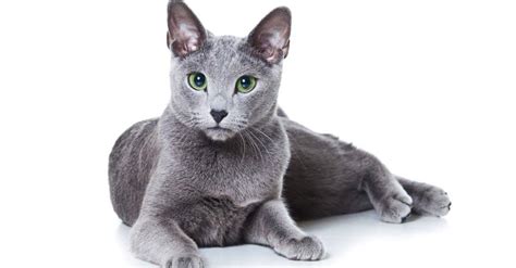 Russian Blue Cat Vs Chartreux Cat What Are The Differences Imp World