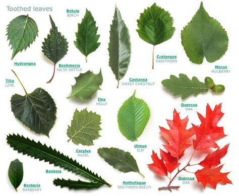 Tree Id Tree Leaf Identification Tree Identification Leaf