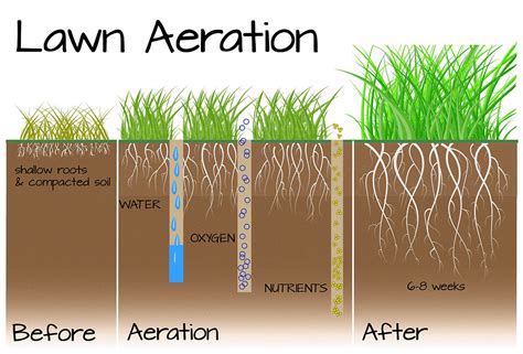 Why Should I Aerate My Lawn And How