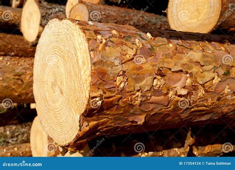Pine Timber Stock Photo Image Of Forest Brown Agriculture 17354124