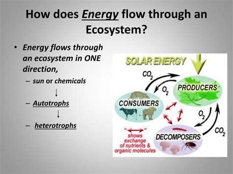 Ppt Energy Roles In An Ecosystem Powerpoint Presentation Free