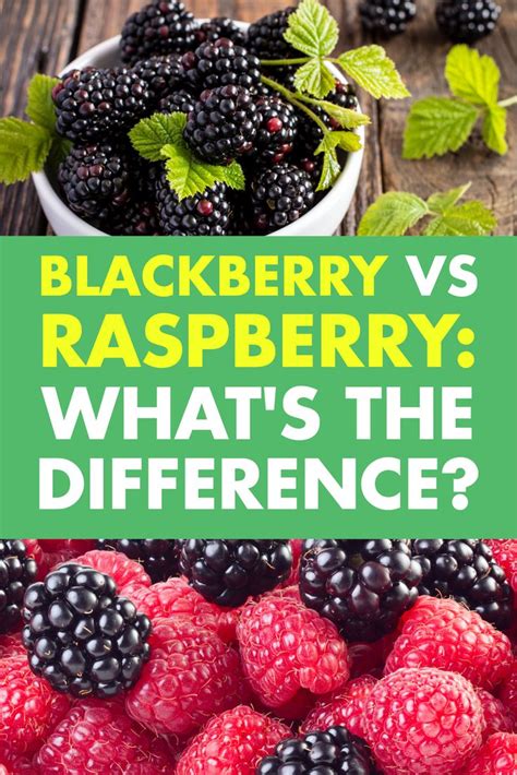 Blackberry Vs Raspberry Whats The Difference