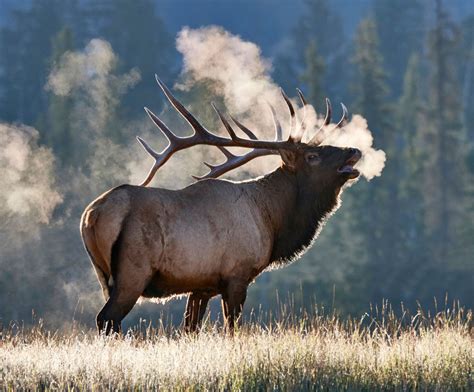Bull Elk With Frostly Breath In Jasper Elk Pictures Deer Pictures