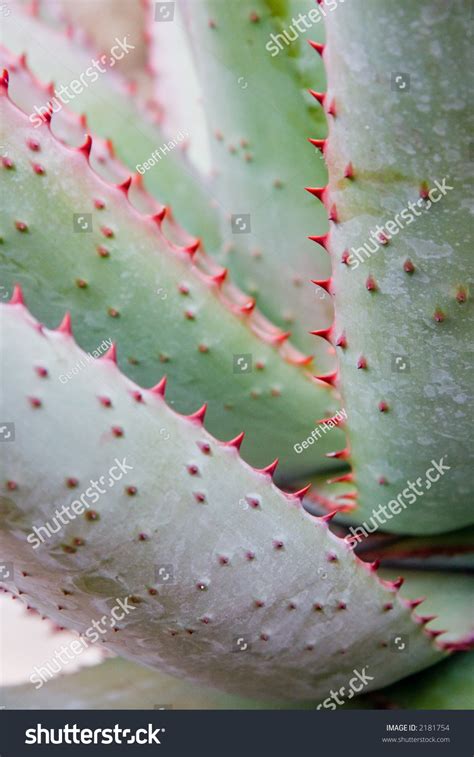 Spikey Plant With Red Thorns Stock Photo 2181754 Shutterstock
