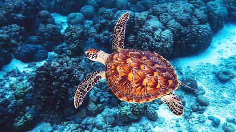 10 Most Endangered Marine Species Citrus Reef