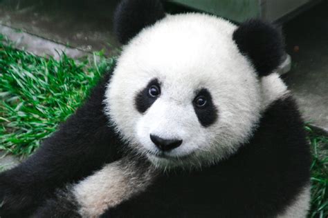 All 3 Types Of Pandas Explained Fauna Facts