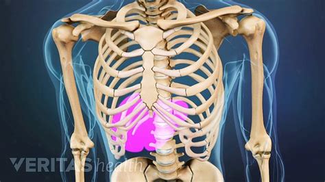 Lower Back Internal Organs How Back Pain Can Affect Internal Organs