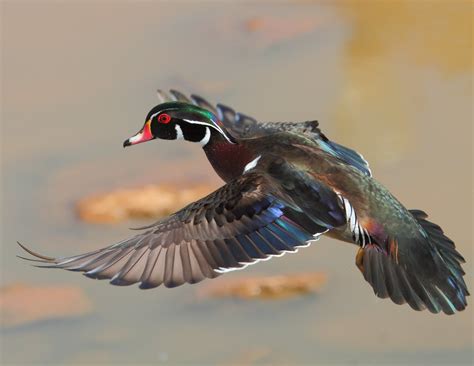 Wood Duck Wallpapers And Backgrounds 4k Hd Dual Screen