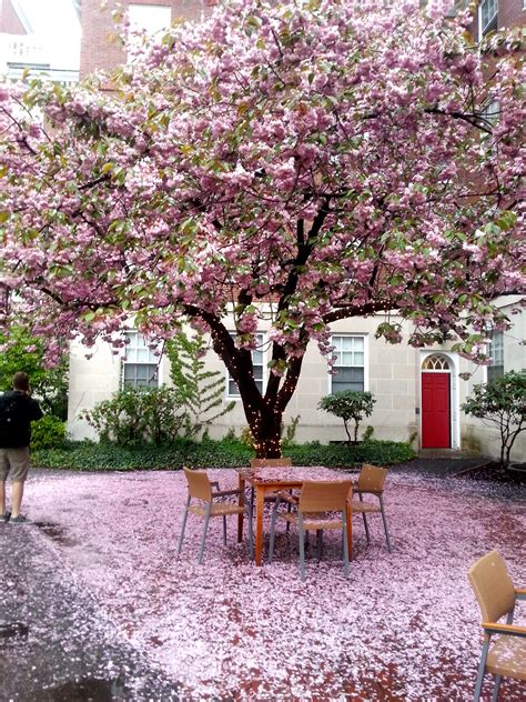 Cherry Blossom Courtyard Create Your Own Tranquil Escape
