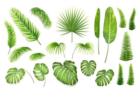Vector Tropical Leaves Set Custom Designed Illustrations ~ Creative