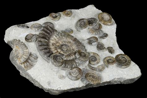 58 Rare Ammonite Arnioceras Cluster Holderness Coast England