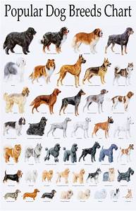 Popular Dog Breeds Chart 18 Quot X28 Quot 45cm 70cm Poster Dog Breeds Chart