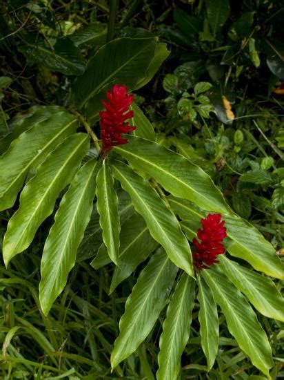 Two Red Tropical Flowers Blooming In A Rain Forest Photographic Print