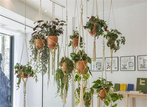 Una decoración del interior con plantas y con árboles con una corona redonda y con una panel decorativo en la pared con el dibujo de un árbol. Plantas de interior colgantes: todo lo que debes saber ...