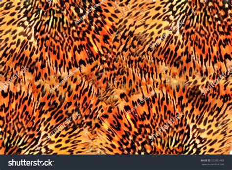 Seamless Tiger Pattern Background Stock Photo Shutterstock