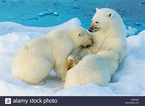Mother Polar Bear Nursing Two Cubs 2nd Year Polar Bear Pass