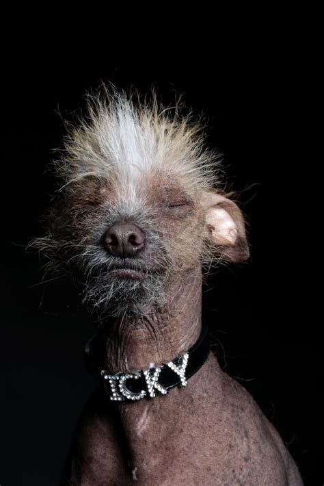 These Are Officially The Ugliest Dogs In The World Wired