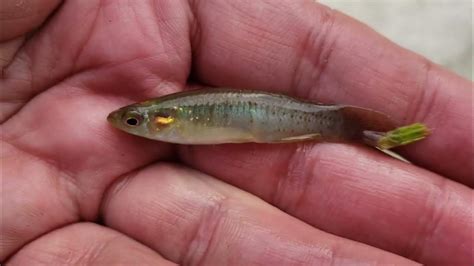 Capturing Micro Fish In Newly Discovered Freshwater Creeks Youtube