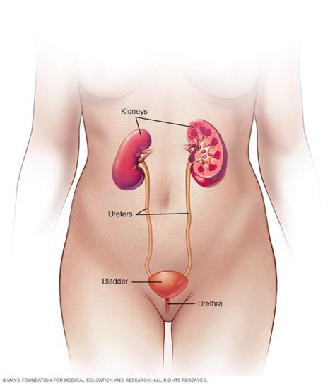 Female Urinary System Mayo Clinic