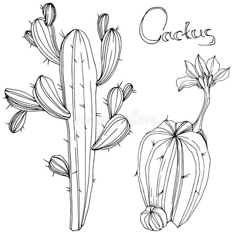 Vector Cactus Floral Botanical Flower Black And White Engraved Ink