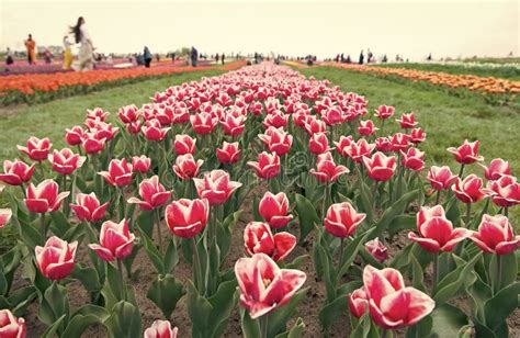 Red Blossoming Tulip Flowers In Spring Campus Of Famous University In