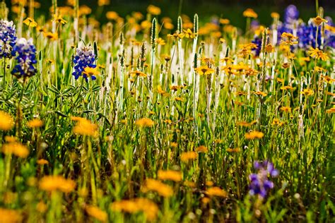 Texas Wildflowers Jon Clegg Flickr