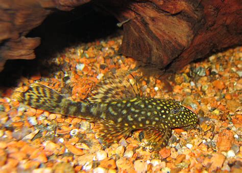 A Basic Guide To Keeping Plecostomus Successfully Aquatics Made Simple