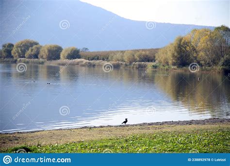 Lake With The Green Shore Autumn Trees Reflected In The Water And The