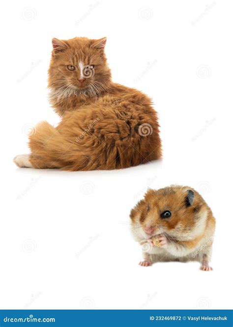 Orange Cat And Syrian Hamster Isolated On White Background Stock Photo