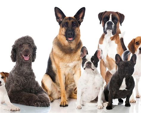 Guia de raças de Cães Cão Nosso Escola para Cães
