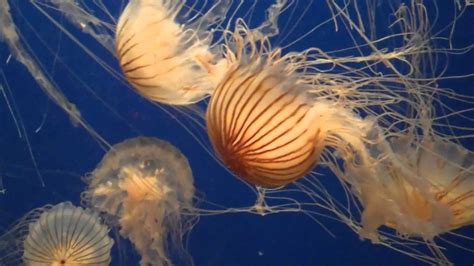 Exotic Jellyfish Georgia Aquarium Atlanta Ga Youtube