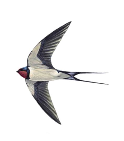 Swallow tattoo Sparrow Helicopter - sparrow png download - 555*631 - Free Transparent Swallow ...