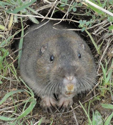 A client finally got tired of having her beets, lettuces, and other delicious veggies cruelly snatched away by mr gopher juuust when they were looking ready to harvest. What's the Difference Between a Groundhog and a Gopher ...