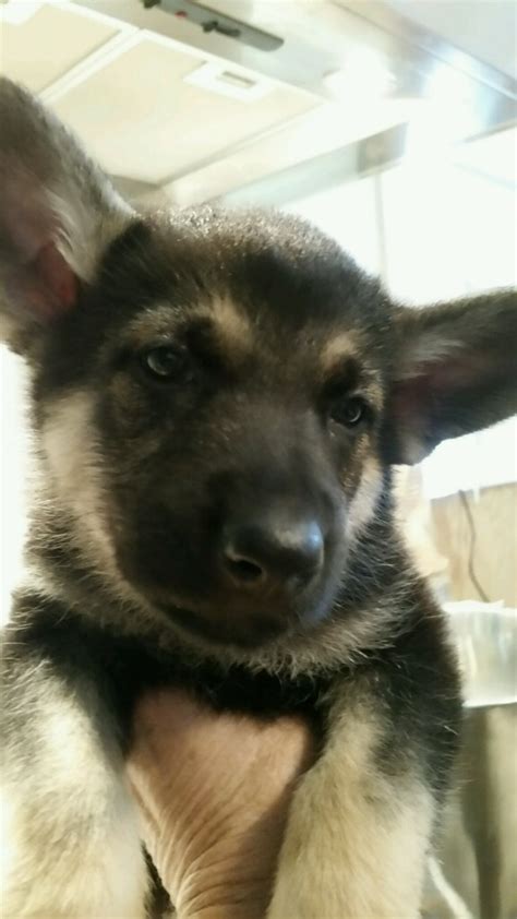 Two Six Week Old Snowcloud German Shepherd Puppies Available For Sale