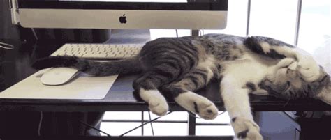 Sleepy Kitten Laying Down On Desk  Wiffle