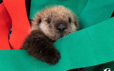 2 Stranded Baby Sea Otters Have Found A New Home At Georgia Aquarium