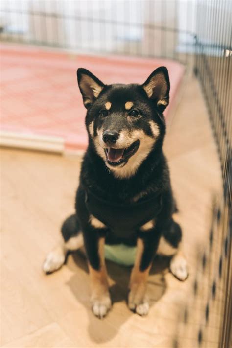 Common ground is the seventh episode of the third season of stargate: Look At All The Adorable Doggos We Met At Common Ground ...