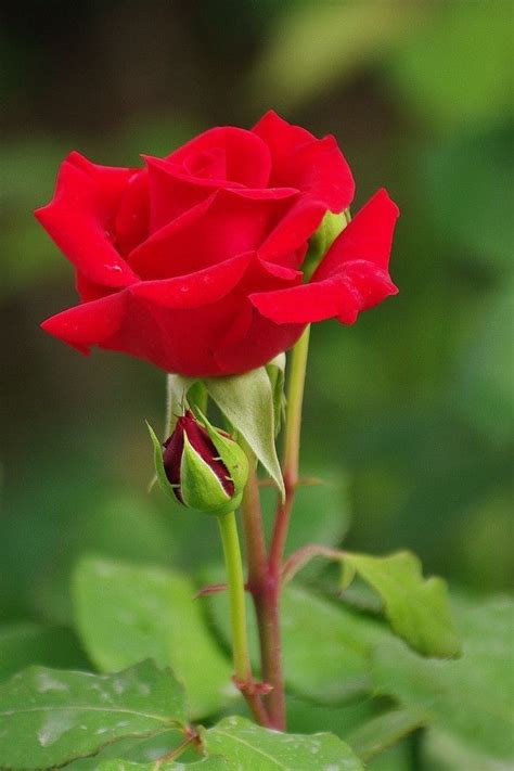 Red Love Rose Flower Pictures Beautiful Flowers Beautiful Roses